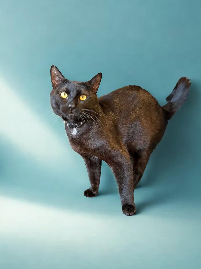 Enlarge Tux, a ADOPTABLE Domestic Short Hair in Calgary, AB image 2/3