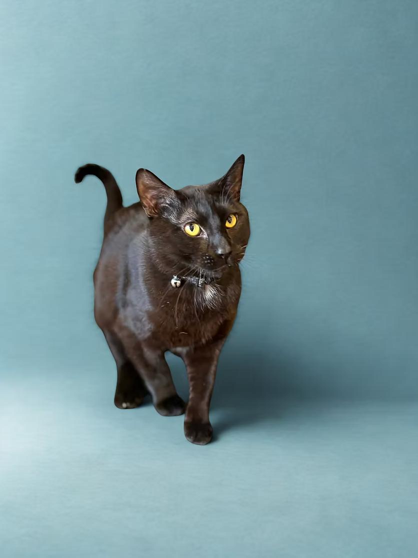 Enlarge Tux, a ADOPTABLE Domestic Short Hair in Calgary, AB image 3/3