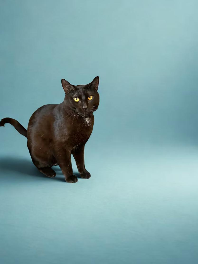 Enlarge Tux, a ADOPTABLE Domestic Short Hair in Calgary, AB image 1/3