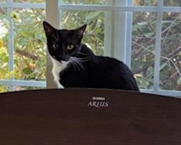 Enlarge Lizzy (`Pom`), a Adoptable Domestic Short Hair in Encinitas, CA image 1/3