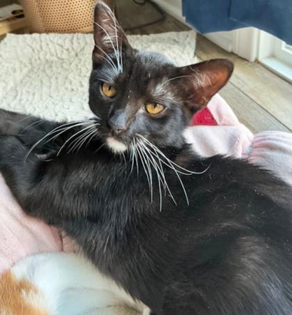 Lizzy (`Pom`), Adoptable, Young Female Domestic Short Hair & Domestic Short Hair.