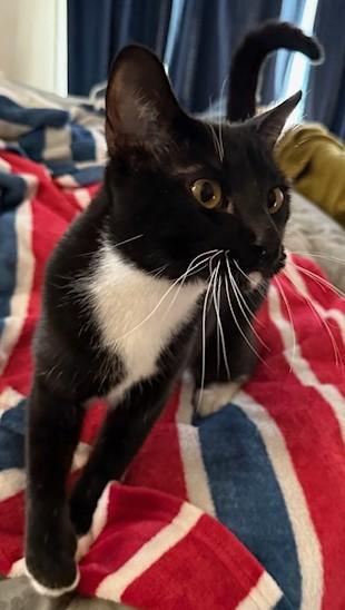 Enlarge Lizzy (`Pom`), a Adoptable Domestic Short Hair in Encinitas, CA image 2/3