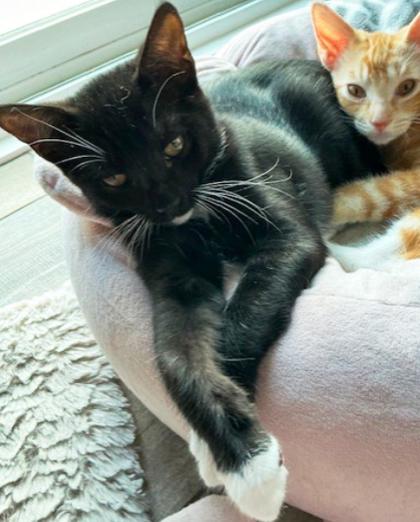 Enlarge Lizzy (`Pom`), a Adoptable Domestic Short Hair in Encinitas, CA image 2/3