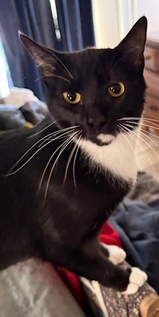 Enlarge Lizzy (`Pom`), a Adoptable Domestic Short Hair in Encinitas, CA image 3/3