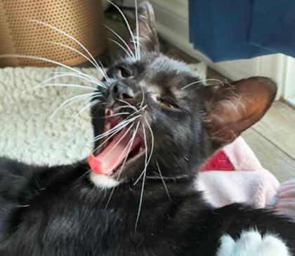 Enlarge Lizzy (`Pom`), a Adoptable Domestic Short Hair in Encinitas, CA image 3/3