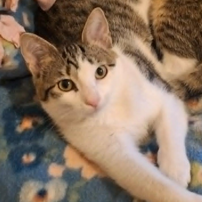 Enlarge Kinkajou and Meekat (Bonded Pair), a Adoptable Domestic Short Hair in Watertown, WI image 2/4