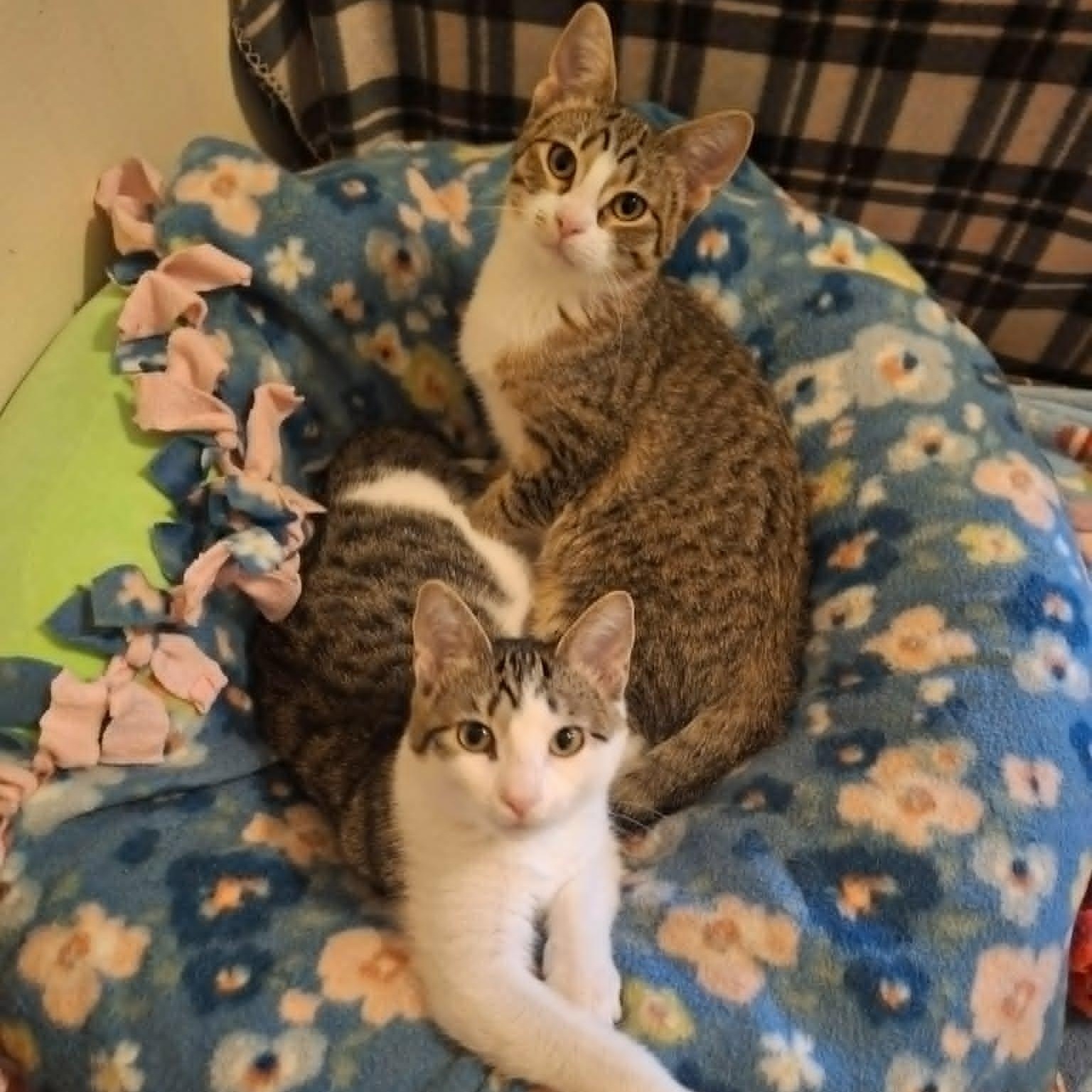 Enlarge Kinkajou and Meekat (Bonded Pair), a Adoptable Domestic Short Hair in Watertown, WI image 1/4
