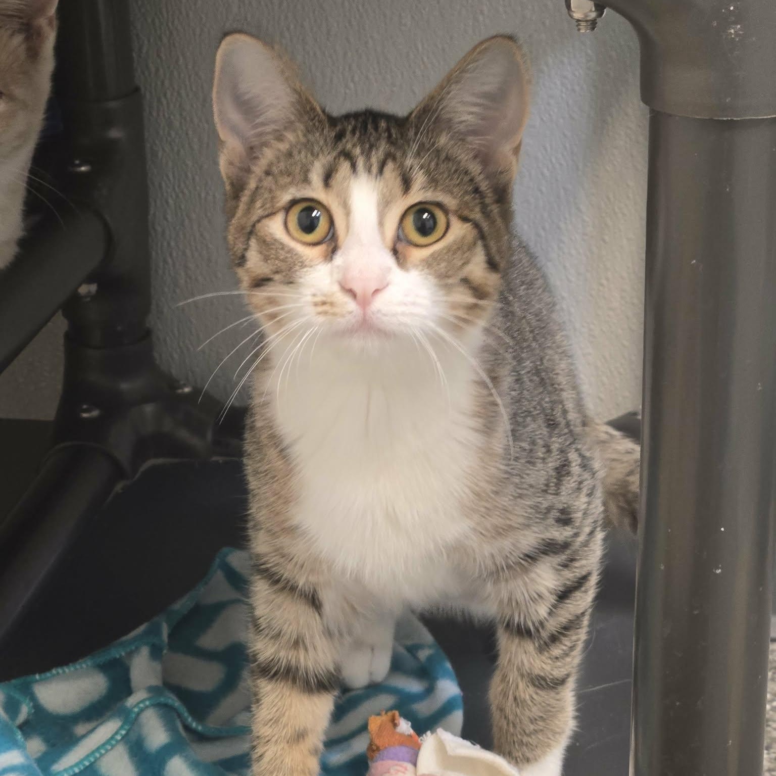 Enlarge Kinkajou and Meekat (Bonded Pair), a Adoptable Domestic Short Hair in Watertown, WI image 4/4