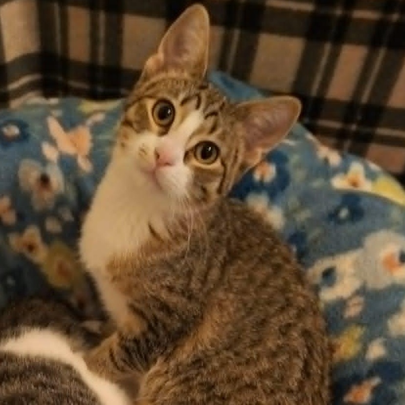 Enlarge Kinkajou and Meekat (Bonded Pair), a Adoptable Domestic Short Hair in Watertown, WI image 3/4