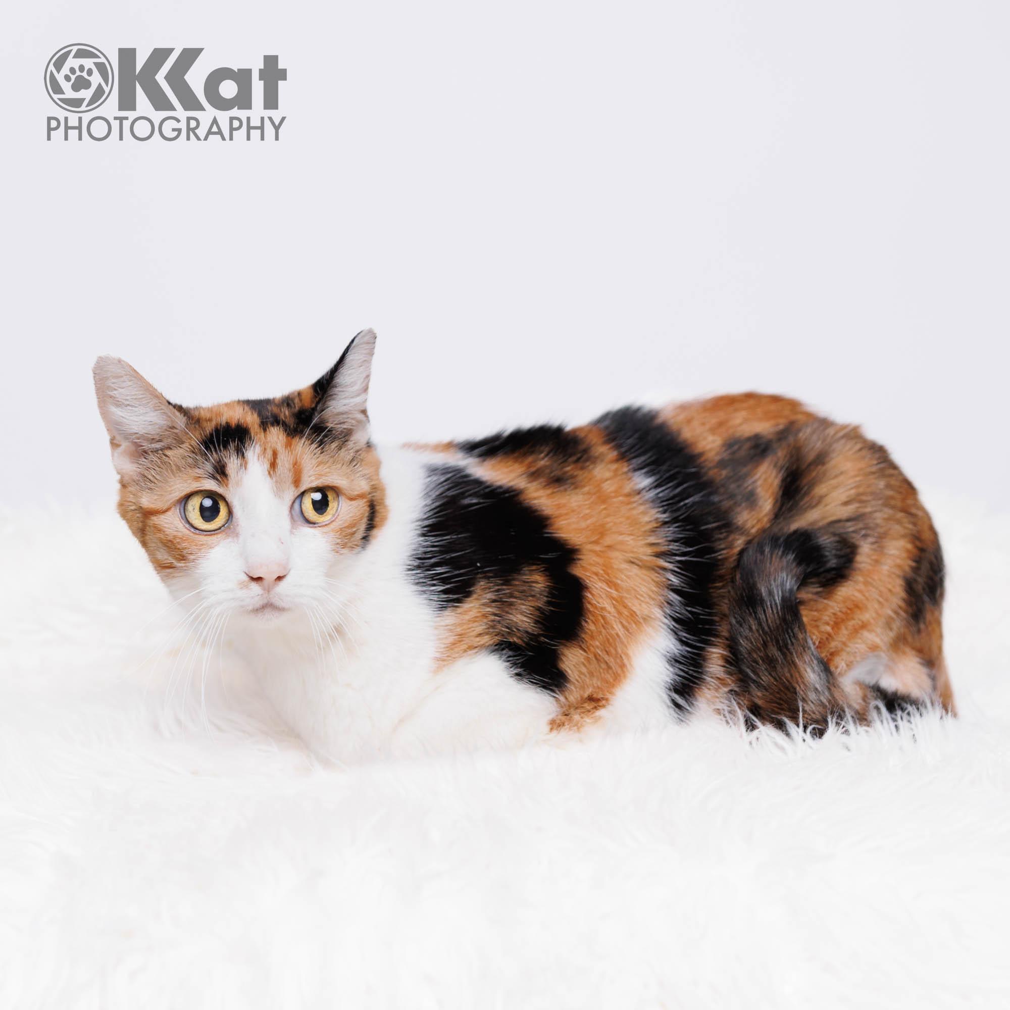 Enlarge Paige, a ADOPTABLE Calico in Oklahoma City, OK image 2/2