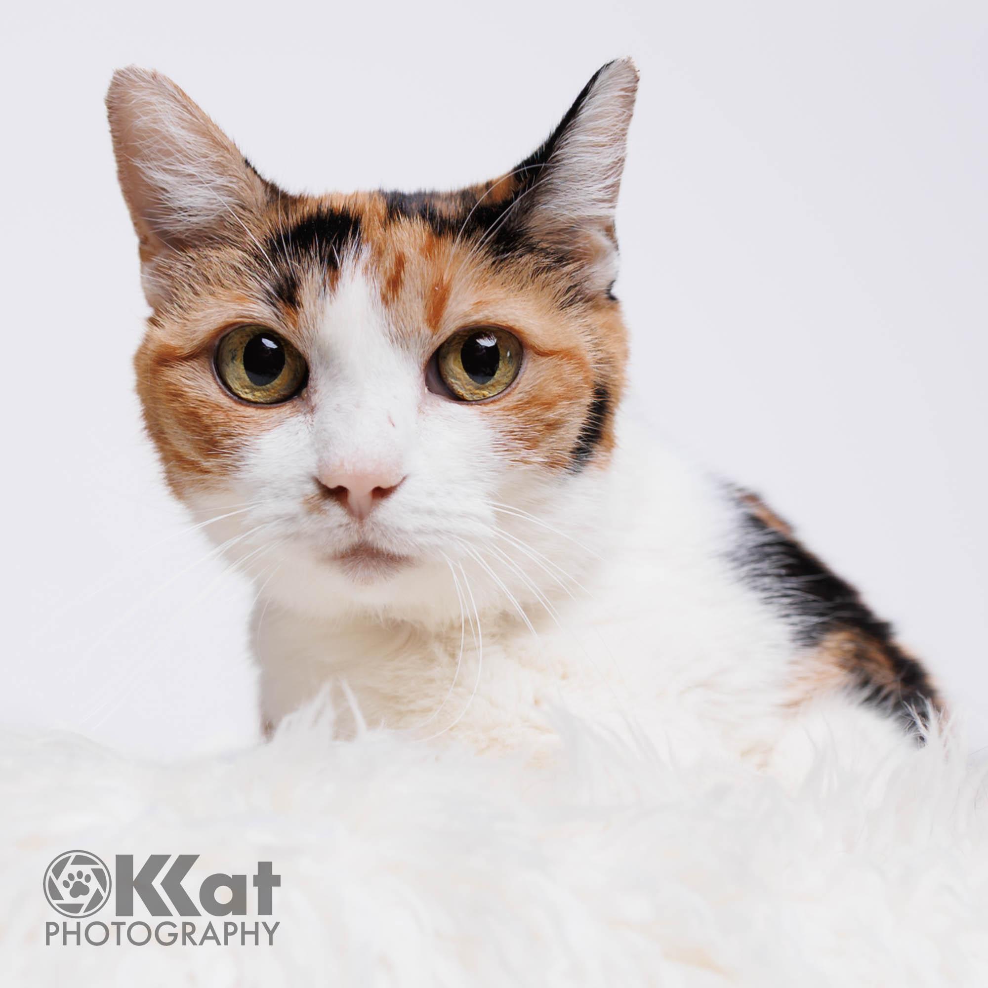 Enlarge Paige, a ADOPTABLE Calico in Oklahoma City, OK image 1/2