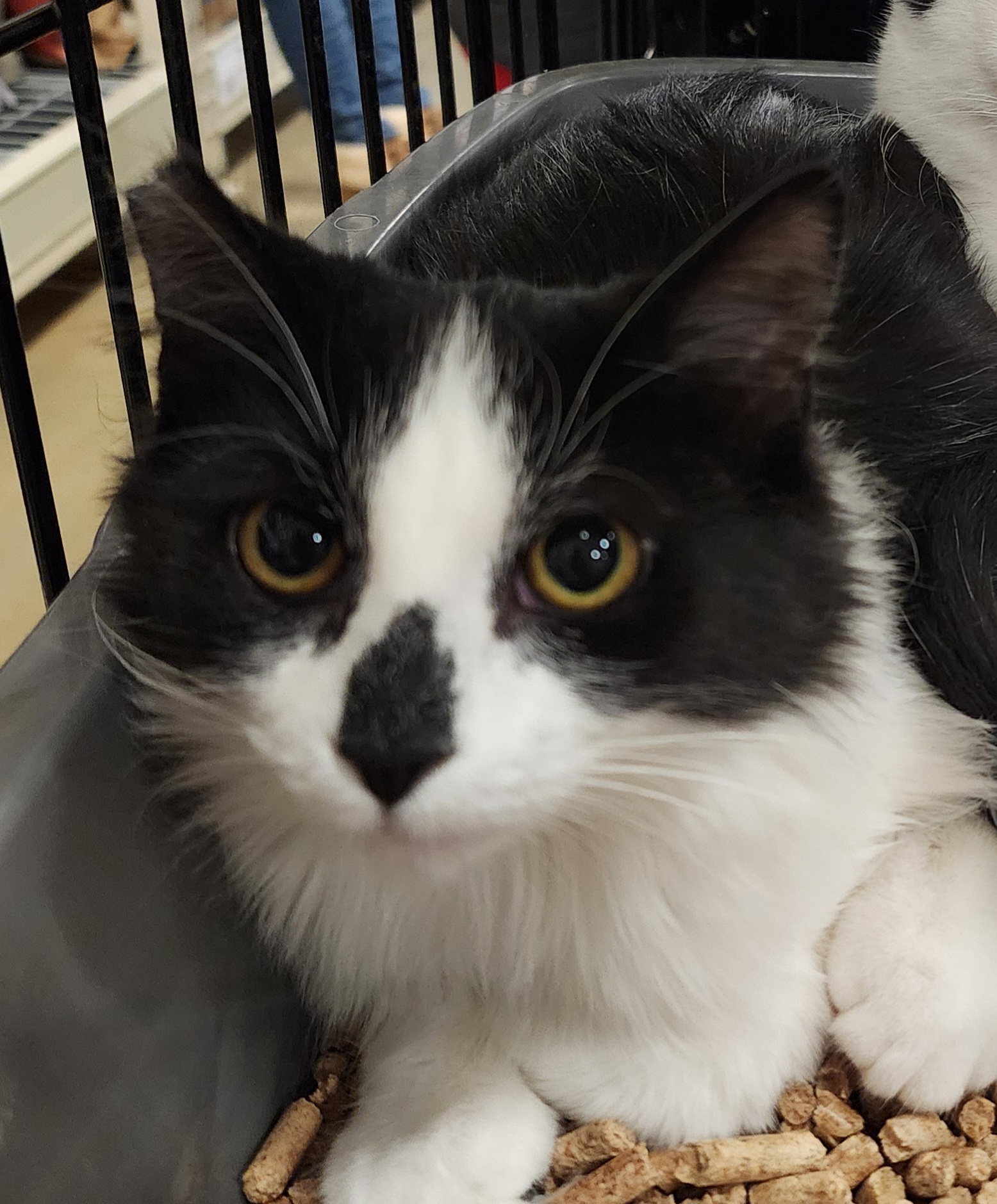 Adrian, Adoptable, Young Female Domestic Short Hair.