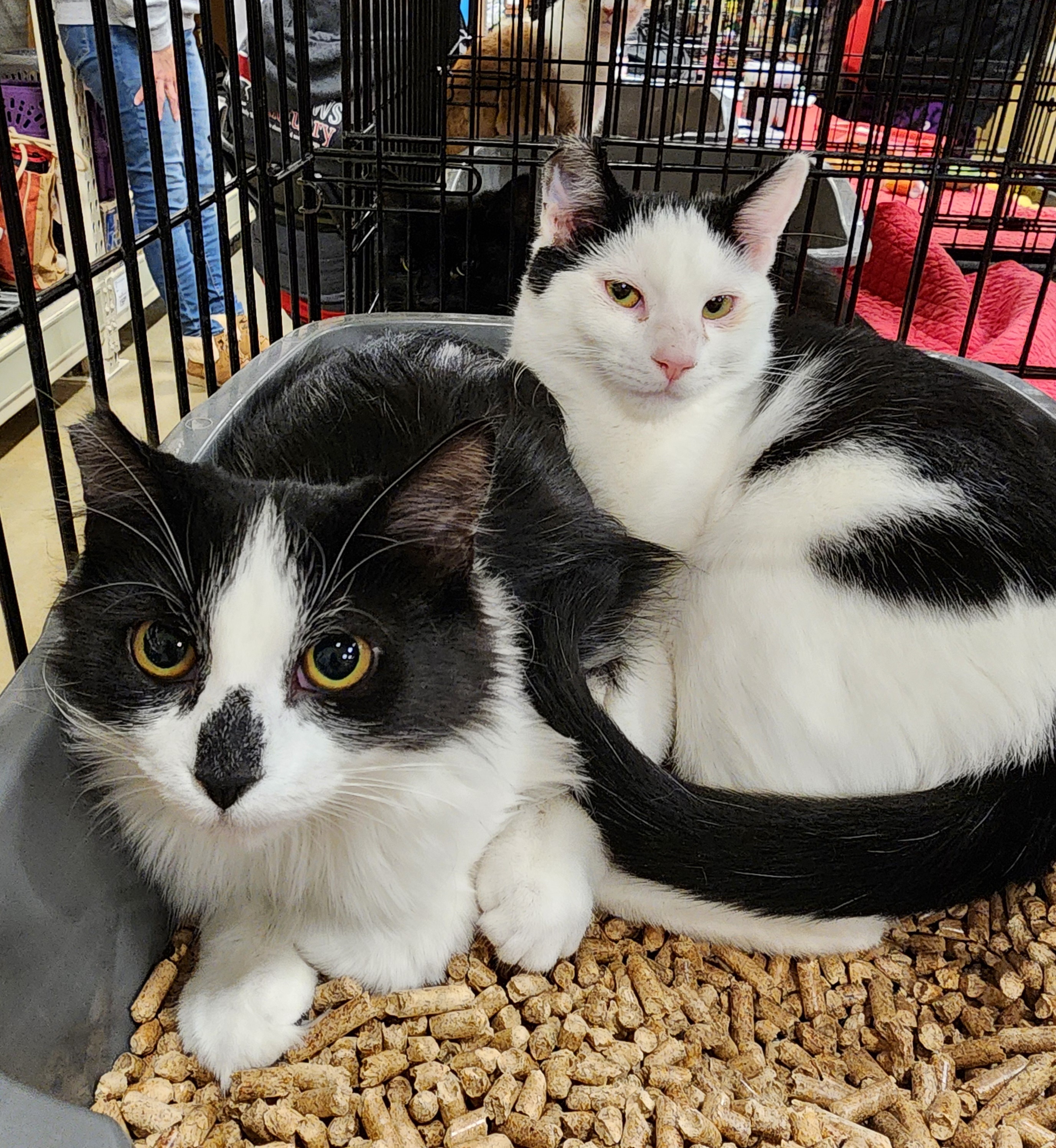 Enlarge Adrian, a Adoptable Domestic Short Hair in Irwin, PA image 2/2