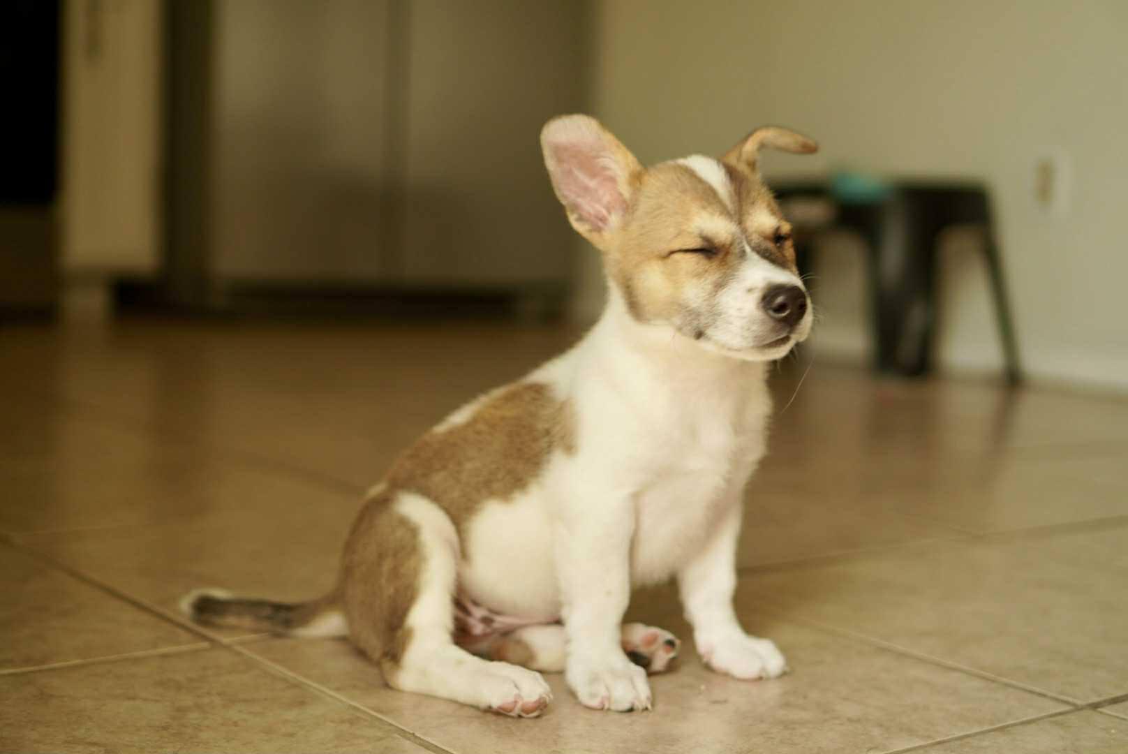 Enlarge Piper, a Adopted mixed breed in Guilford, CT image 4/5