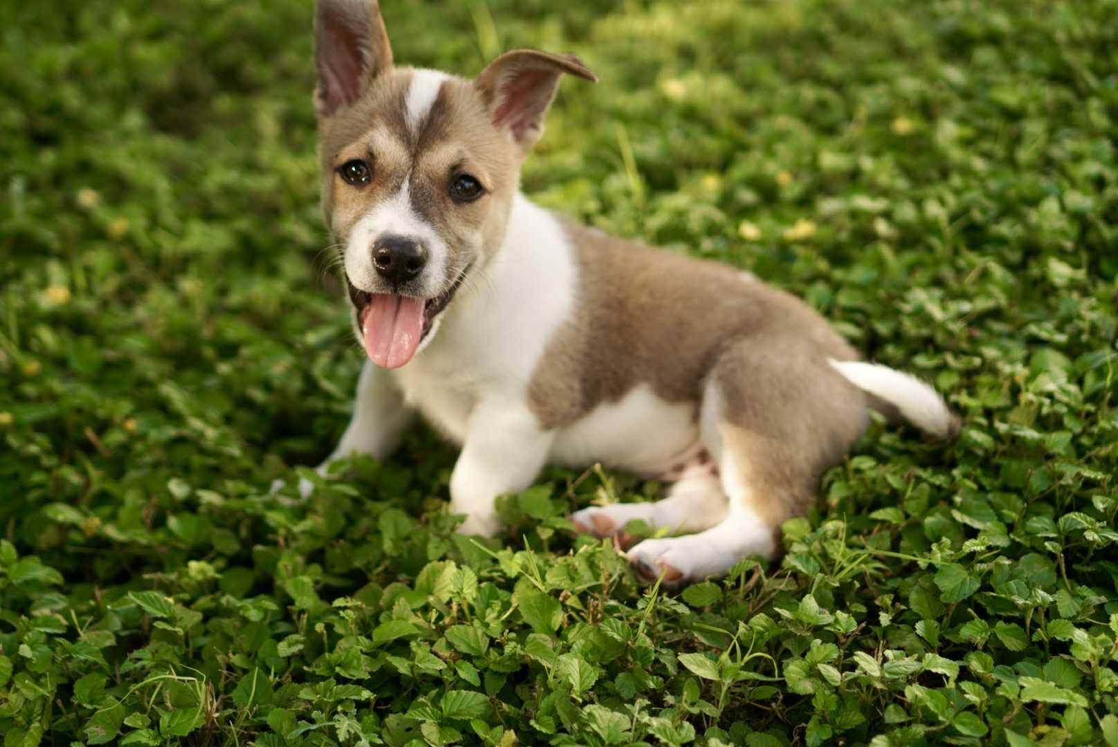 Enlarge Piper, a Adopted mixed breed in Guilford, CT image 3/5