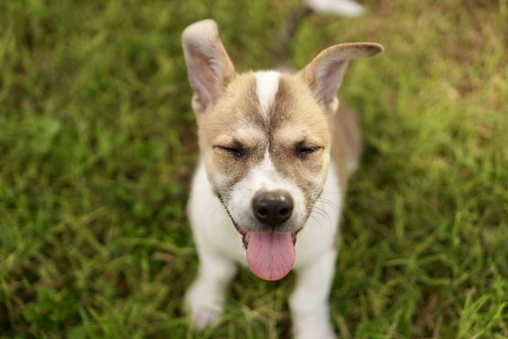 Enlarge Piper, a Adopted mixed breed in Guilford, CT image 5/5