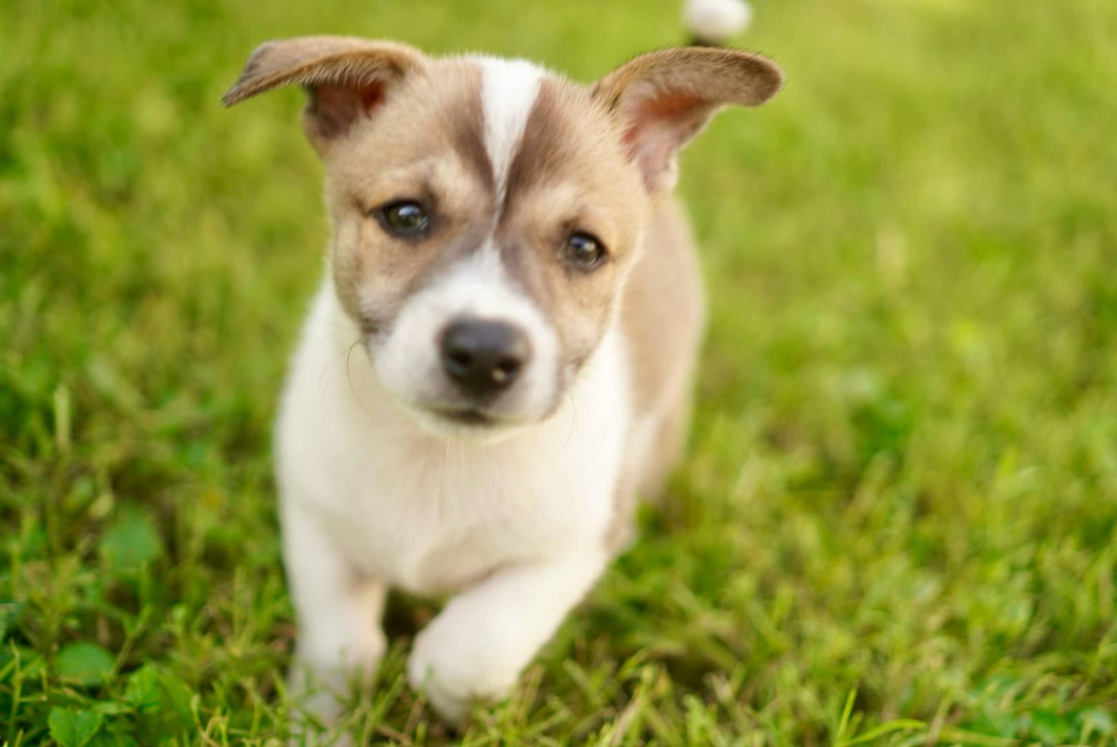 Enlarge Piper, a Adopted mixed breed in Guilford, CT image 1/5