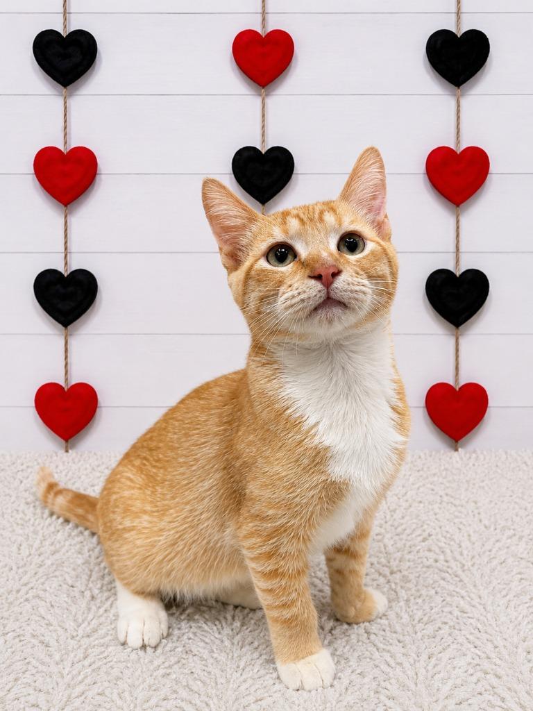 Enlarge Woody, a Adoptable mixed breed in Corpus Christi, TX image 1/1