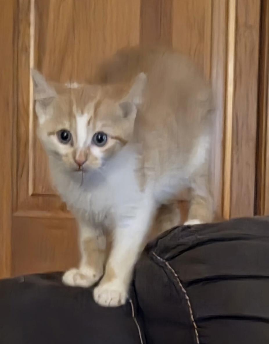 Etch, an adopted Domestic Short Hair in Greensburg, PA image 3/3