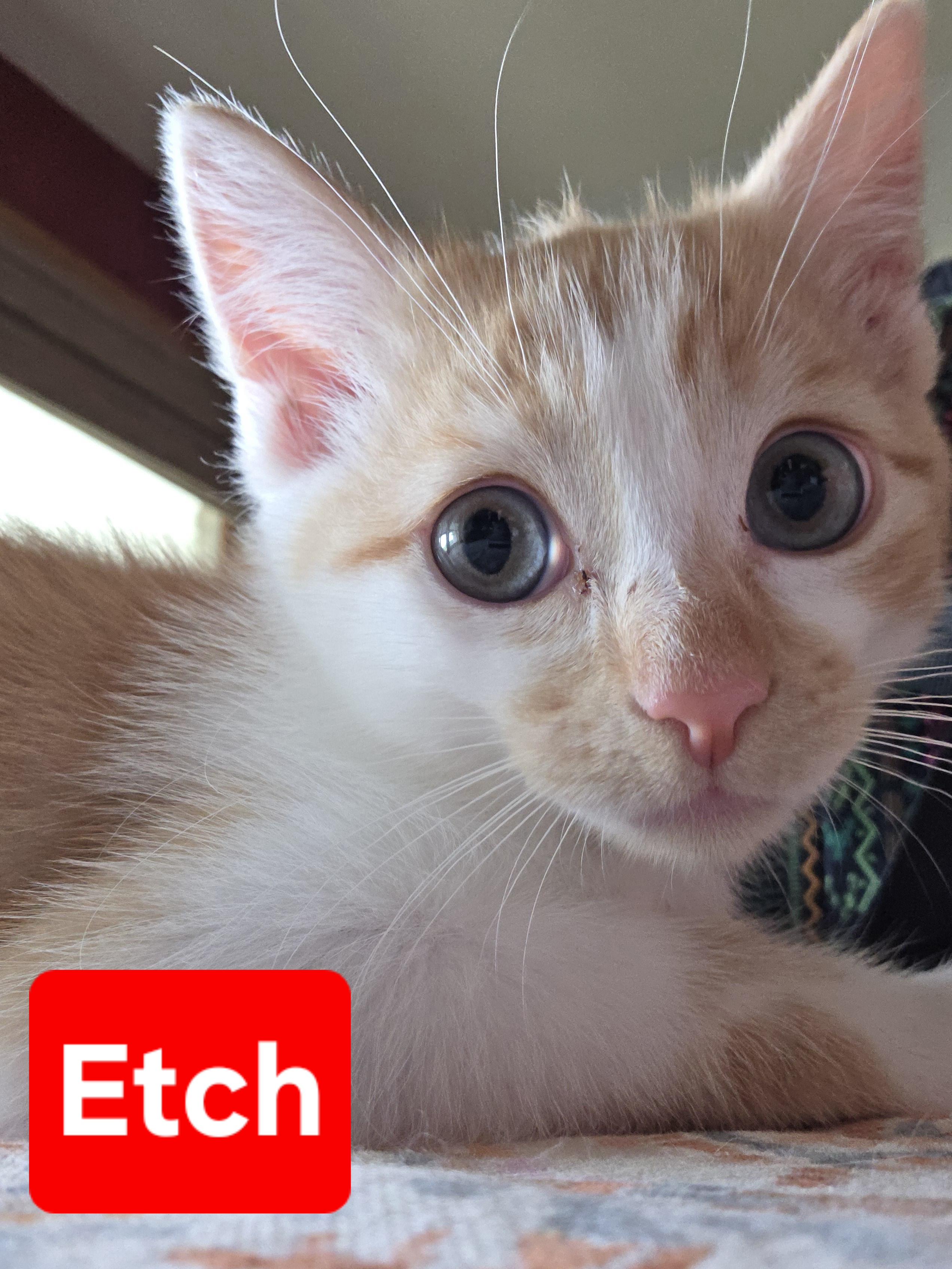 Etch, an adopted Domestic Short Hair in Greensburg, PA image 2/3