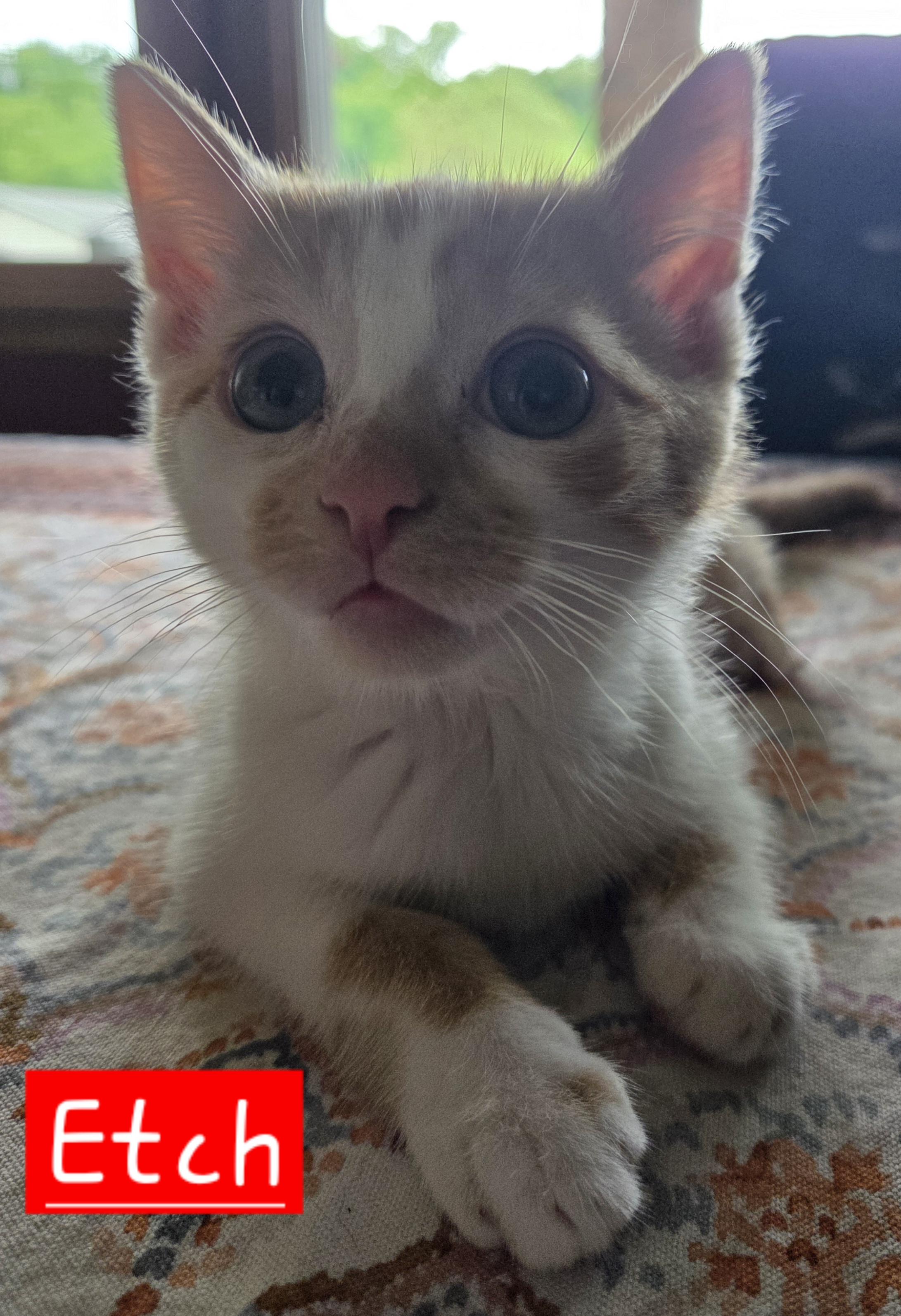 Etch, adopted, Kitten Male Domestic Short Hair.