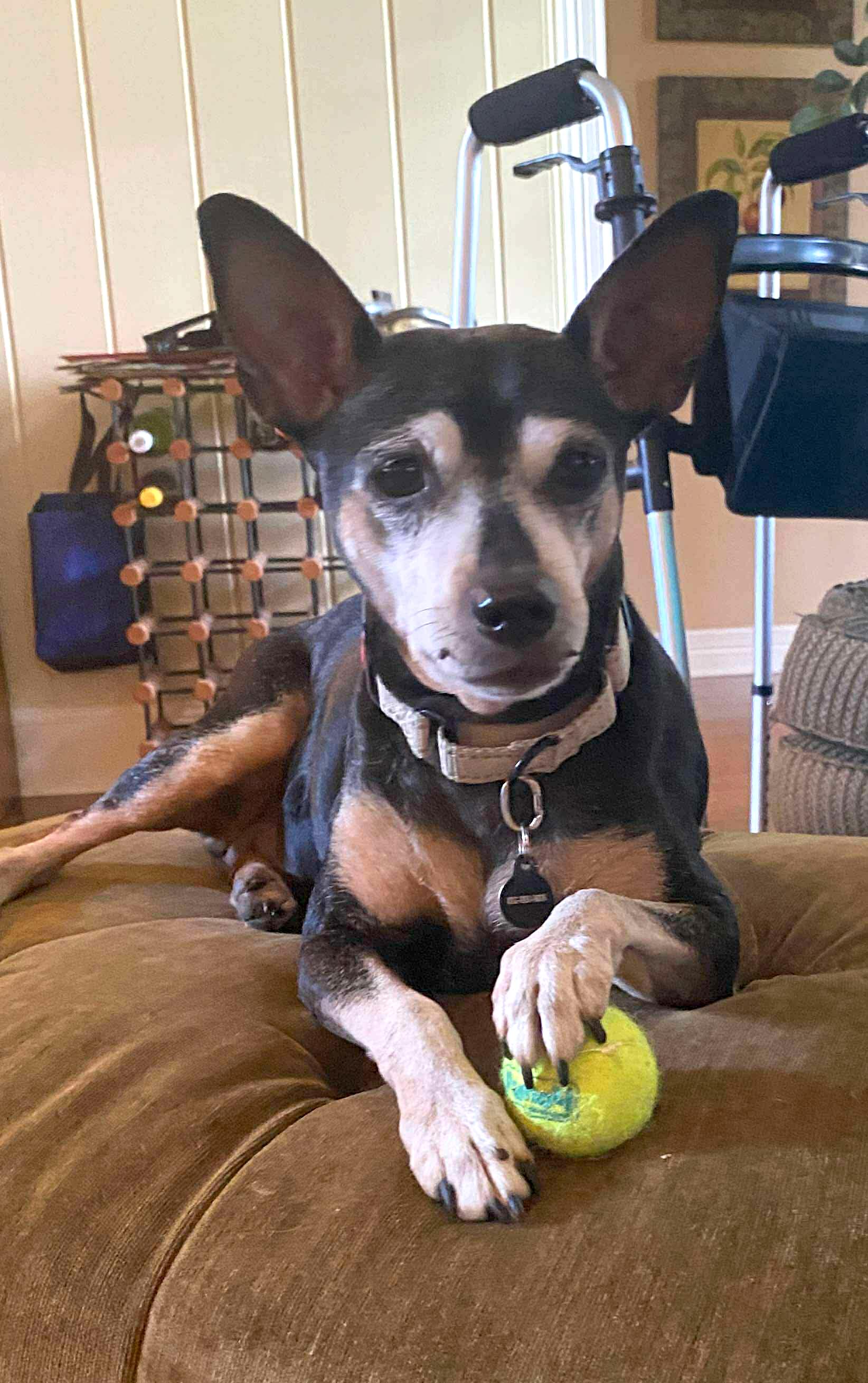 Belle, a Adoptable Miniature Pinscher in Shrewsbury, MA image 3/6