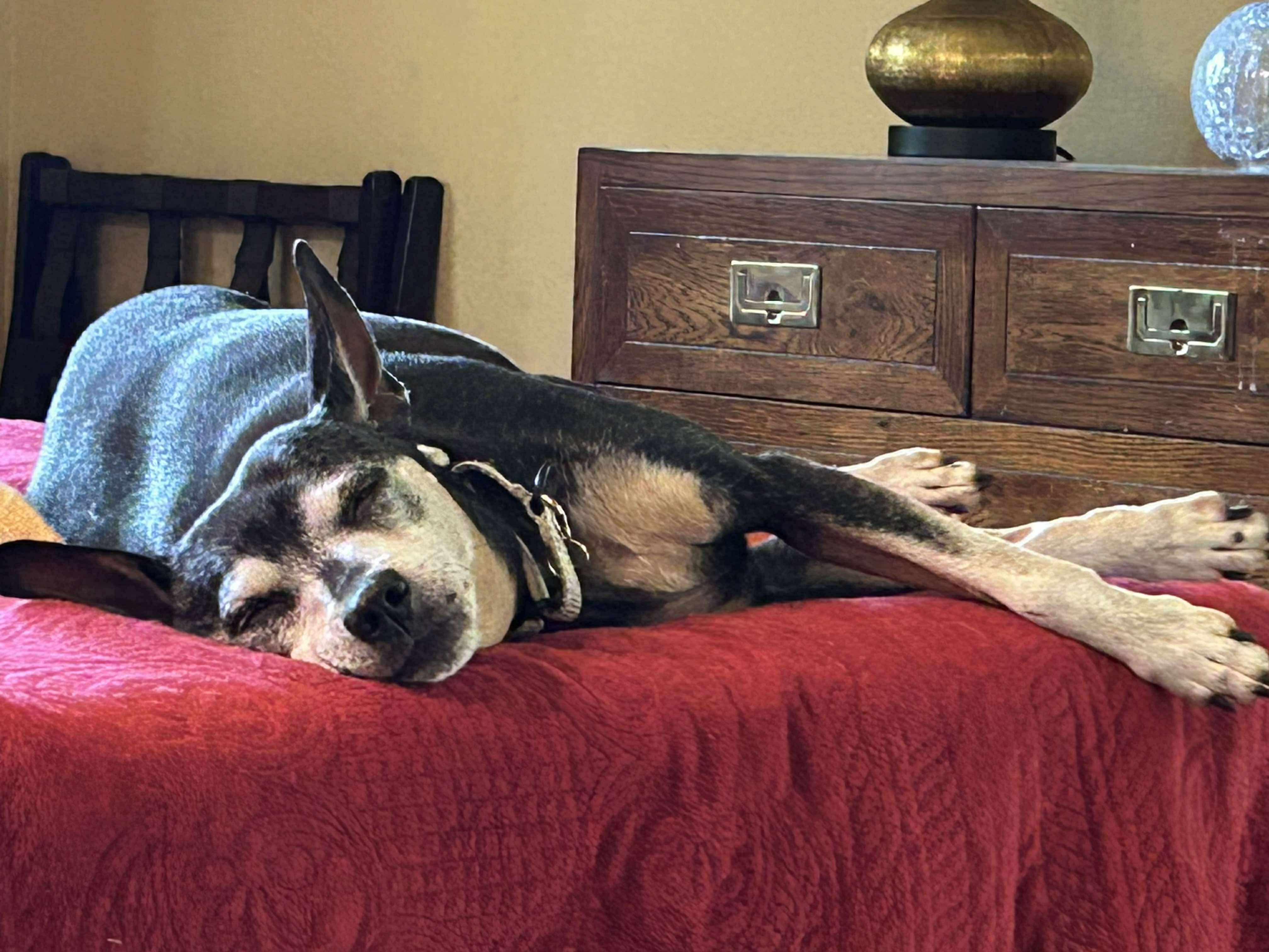 Belle, a Adoptable Miniature Pinscher in Shrewsbury, MA image 5/6