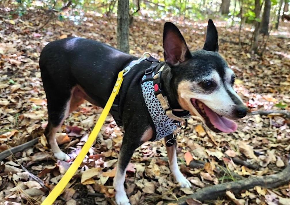 Belle, a Adoptable Miniature Pinscher in Shrewsbury, MA image 2/6