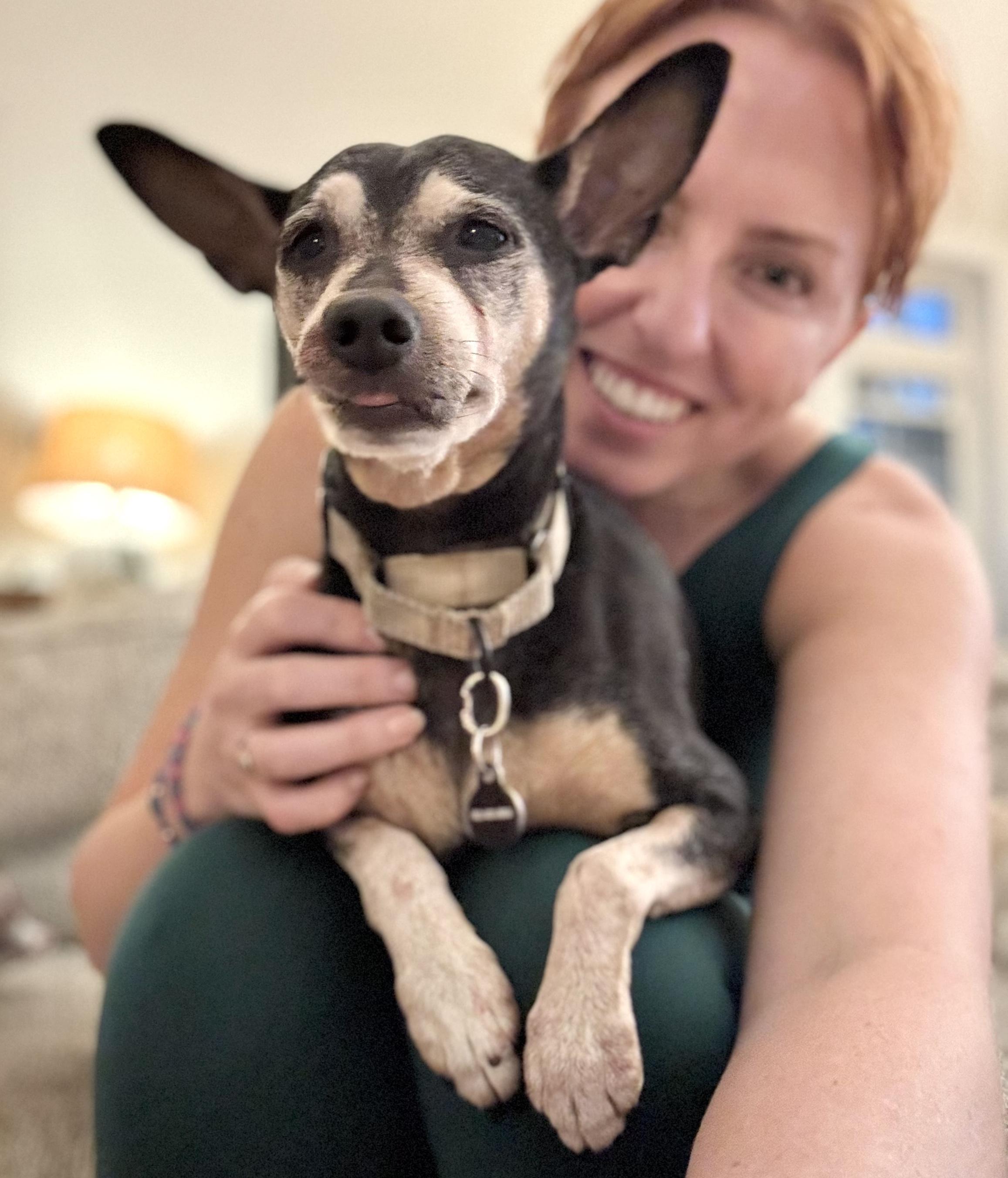 Belle, a Adoptable Miniature Pinscher in Shrewsbury, MA image 1/6