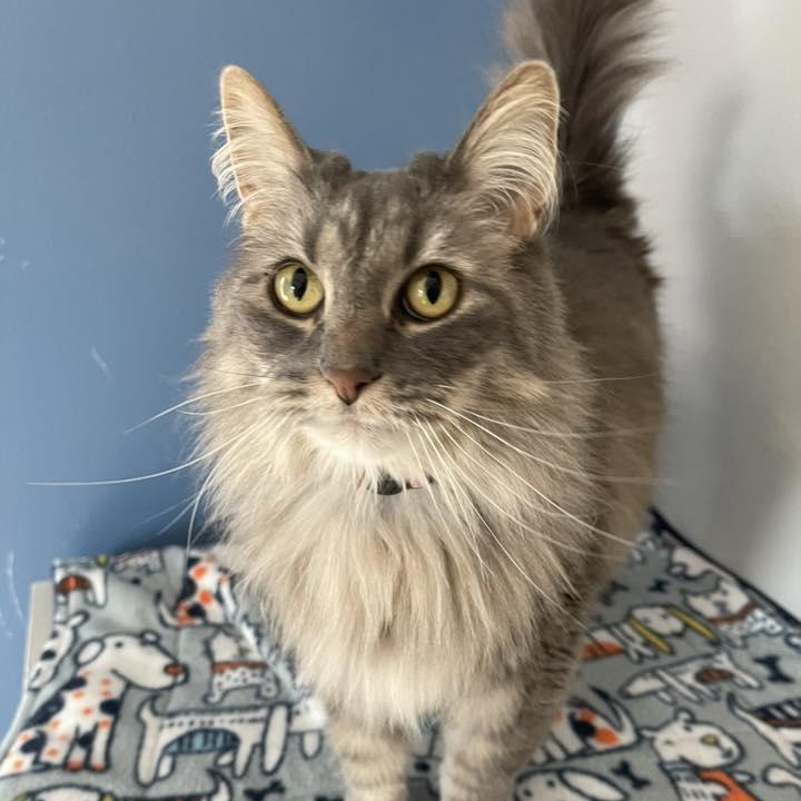 Enlarge Priscilla (bonded to Elvis), a Adoptable Domestic Long Hair in Neenah, WI image 3/5