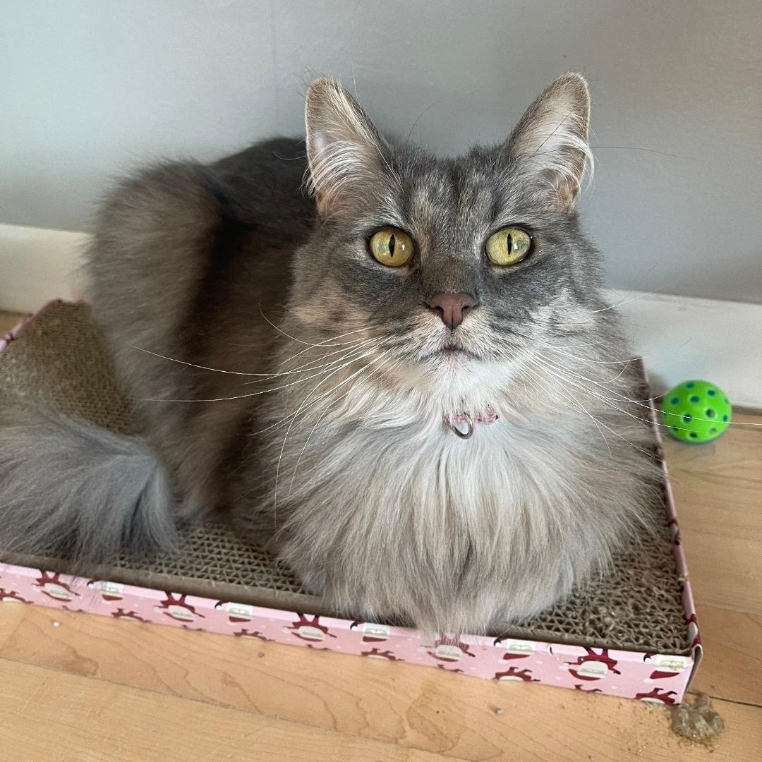 Priscilla (bonded to Elvis), an adoptable Domestic Long Hair in Neenah, WI, 54956 | Photo Image 1