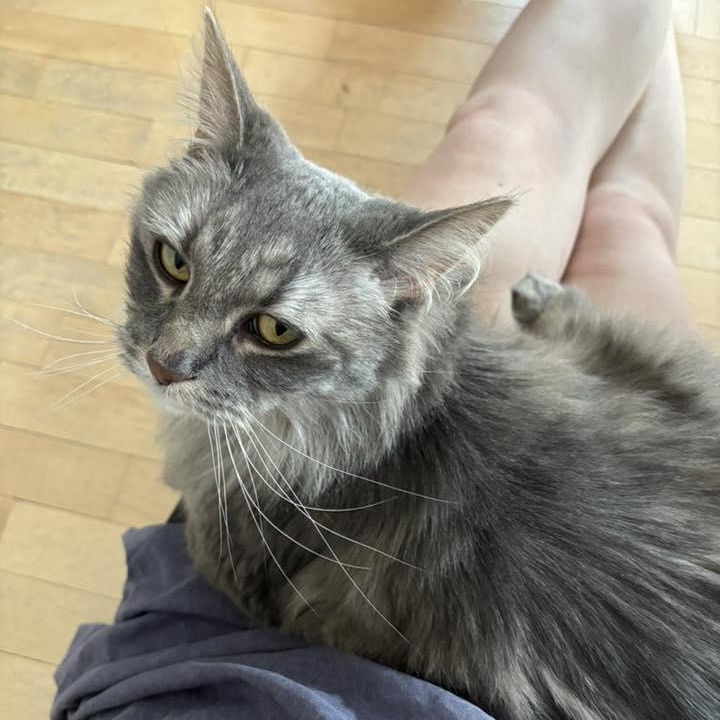 Priscilla (bonded to Elvis), an adoptable Domestic Long Hair in Neenah, WI, 54956 | Photo Image 3