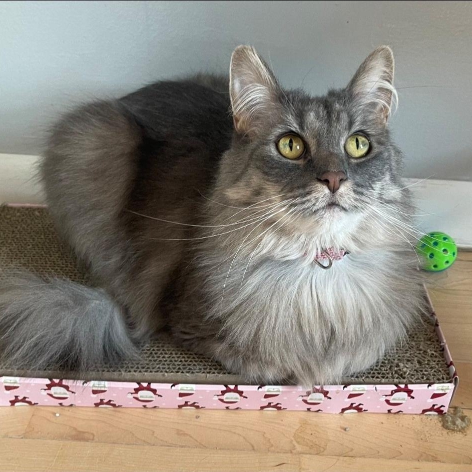 Enlarge Priscilla (bonded to Elvis), a Adoptable Domestic Long Hair in Neenah, WI image 5/5