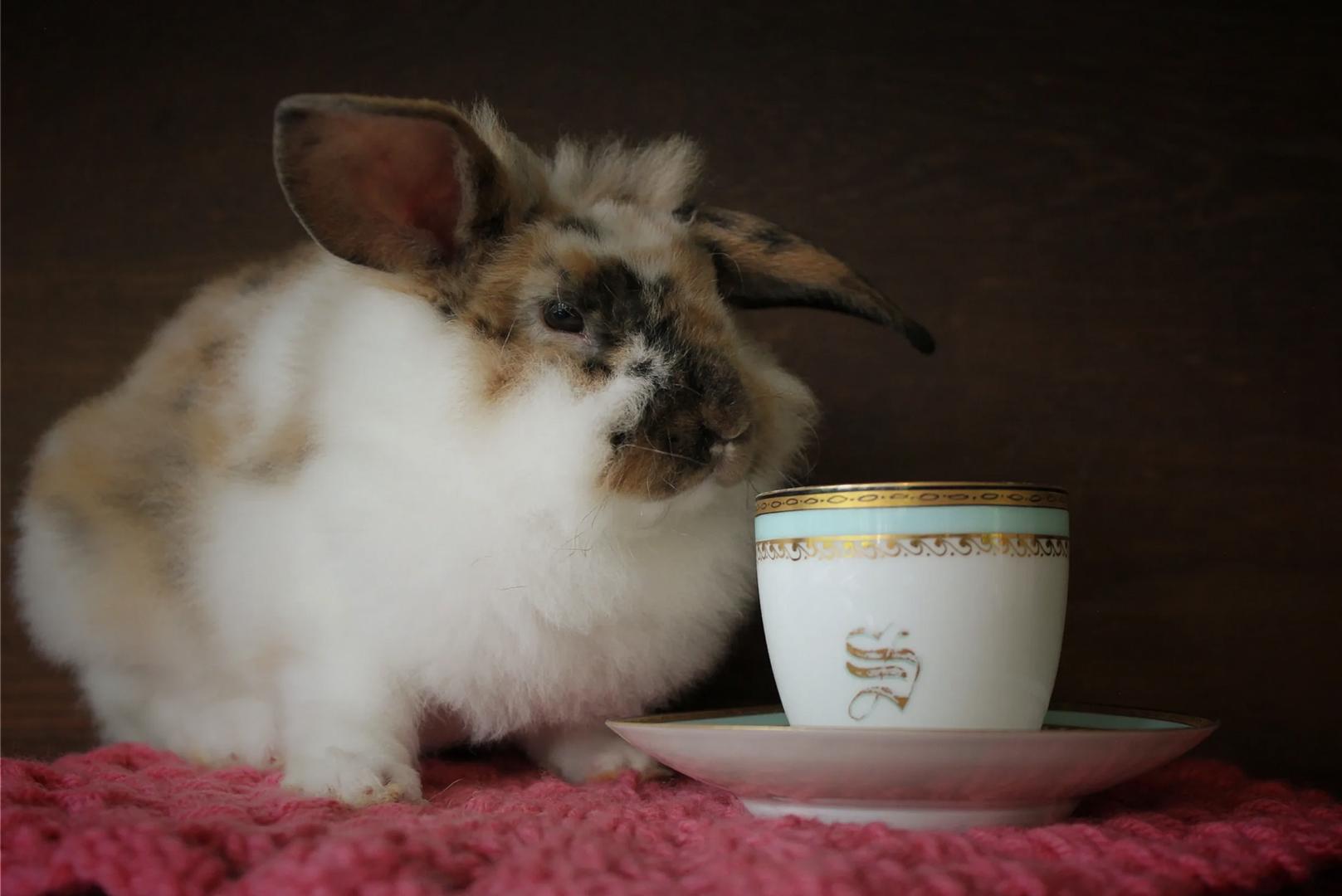 Enlarge Apple, an adopted mixed breed in Delhi, NY image 2/2