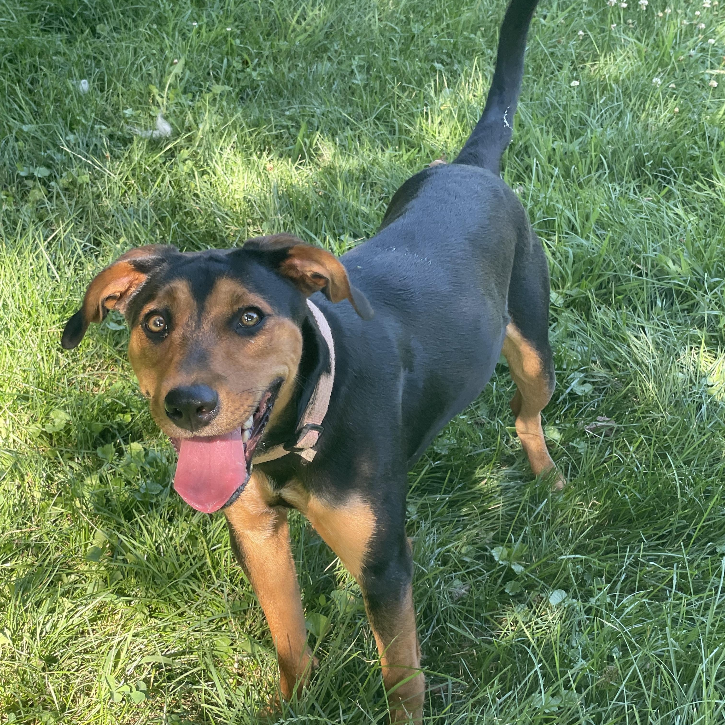 Joy, adopted, Young Female Mixed Breed.