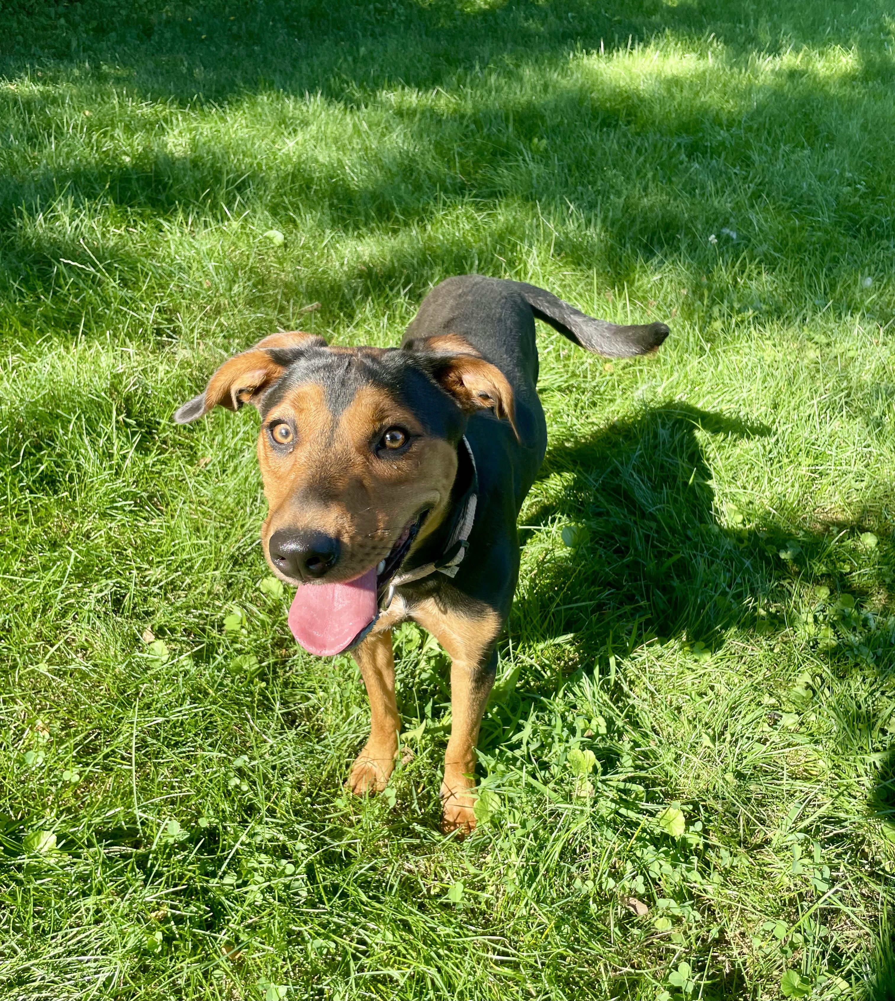 Joy, an adopted mixed breed in Lacon, IL image 3/6
