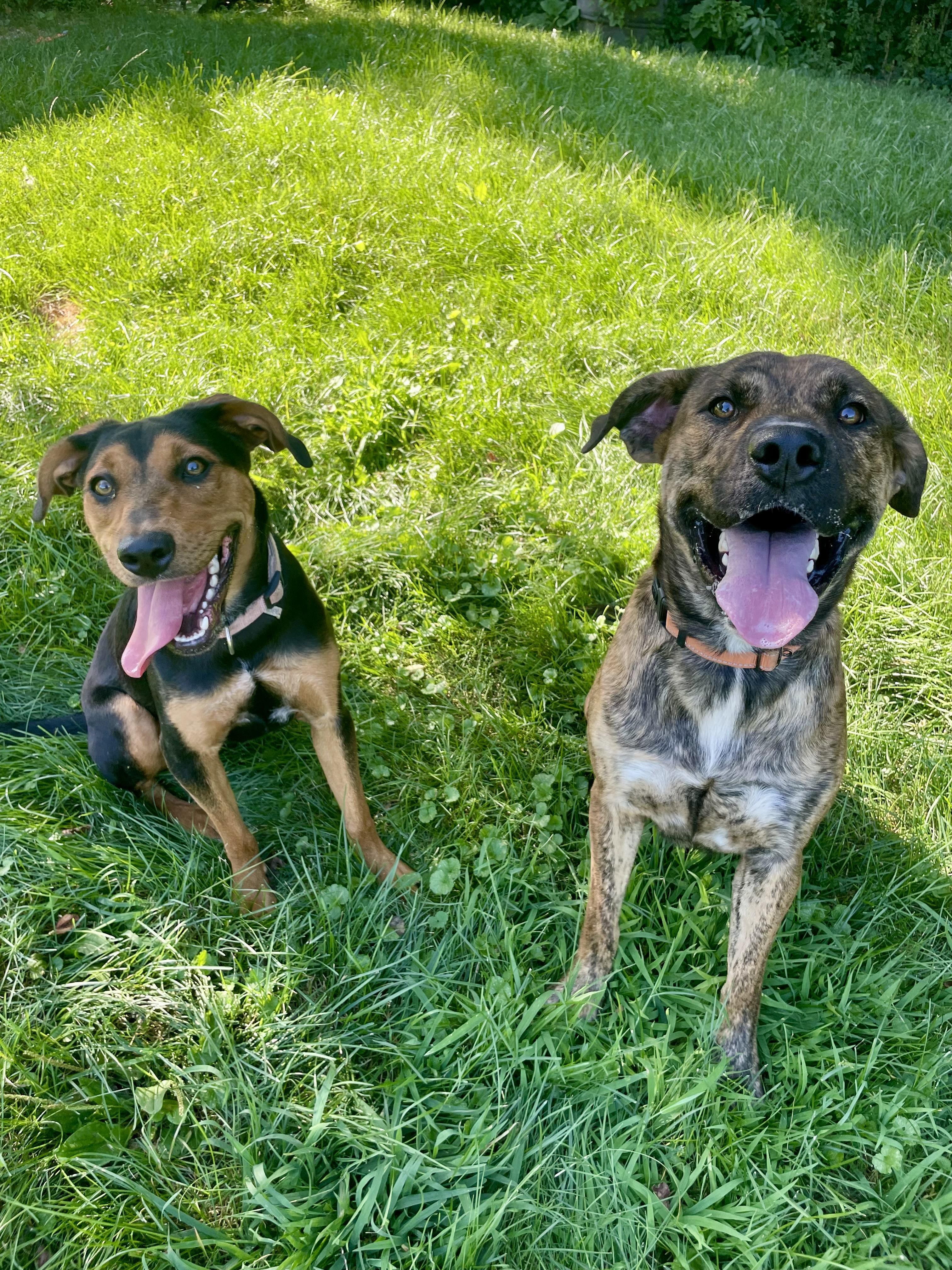 Joy, an adopted mixed breed in Lacon, IL image 2/6