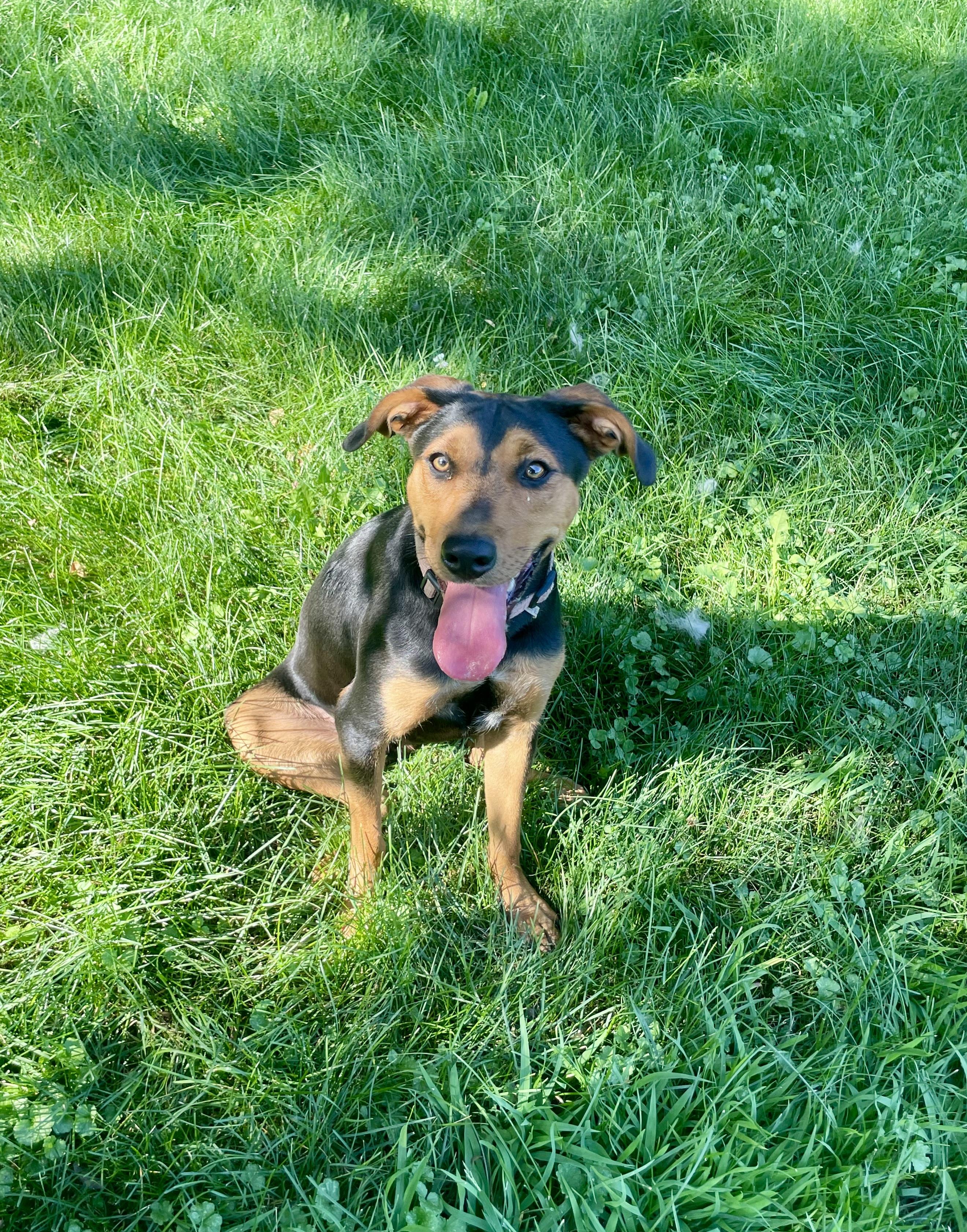 Joy, an adopted mixed breed in Lacon, IL image 4/6