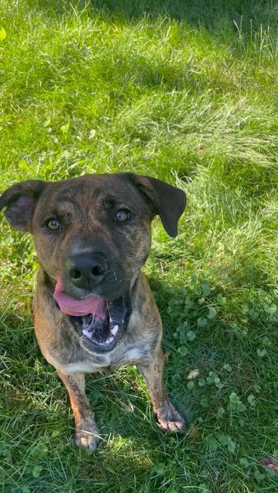Enlarge Joy, an adopted mixed breed in Lacon, IL video 5/6