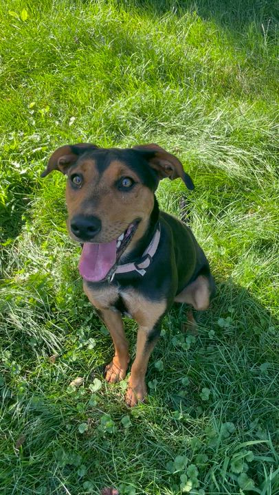Enlarge Joy, an adopted mixed breed in Lacon, IL video 6/6