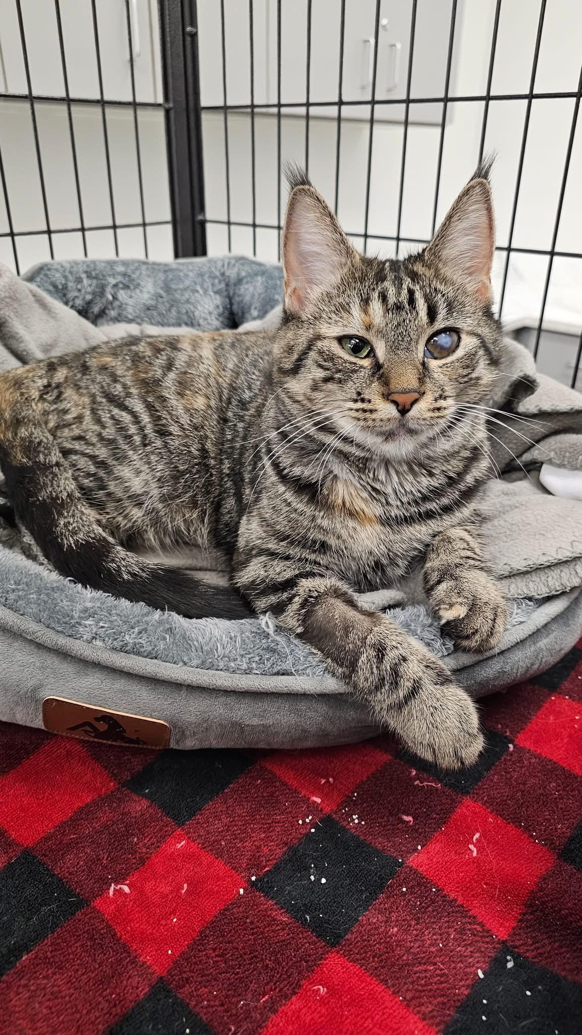 Venus, a Adoptable Domestic Short Hair in Cleveland, OH image 2/6