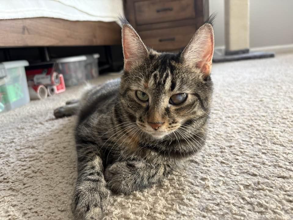 Venus, a Adoptable Domestic Short Hair in Cleveland, OH image 5/6