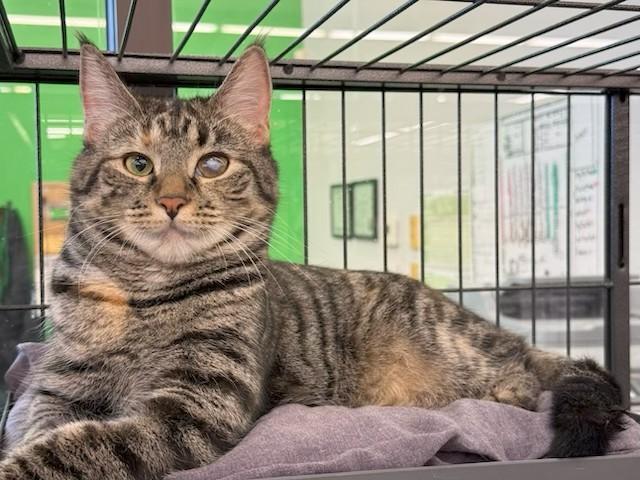 Venus, a Adoptable Domestic Short Hair in Cleveland, OH image 1/6