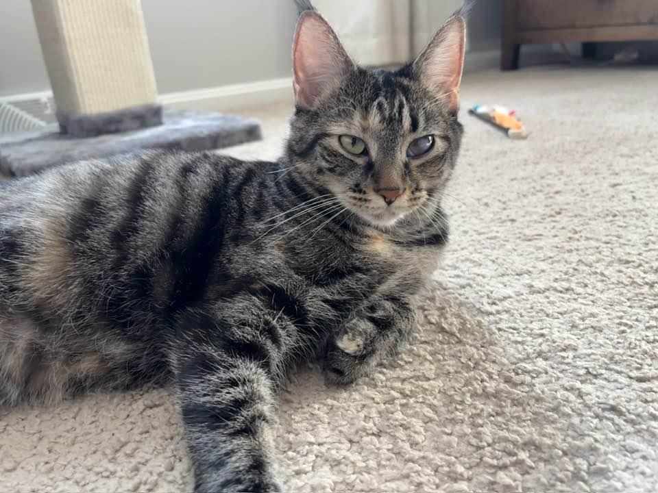 Venus, a Adoptable Domestic Short Hair in Cleveland, OH image 4/6