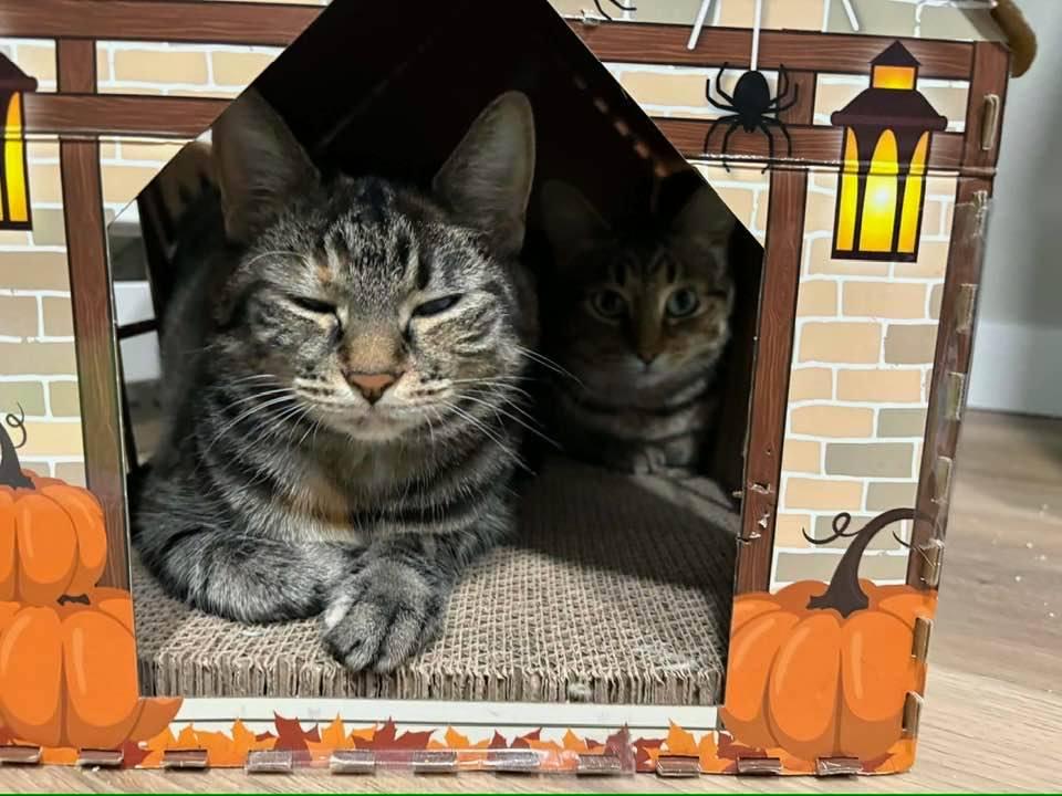 Venus, a Adoptable Domestic Short Hair in Cleveland, OH image 6/6