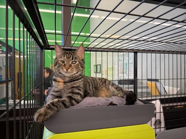 Venus, a Adoptable Domestic Short Hair in Cleveland, OH image 3/6