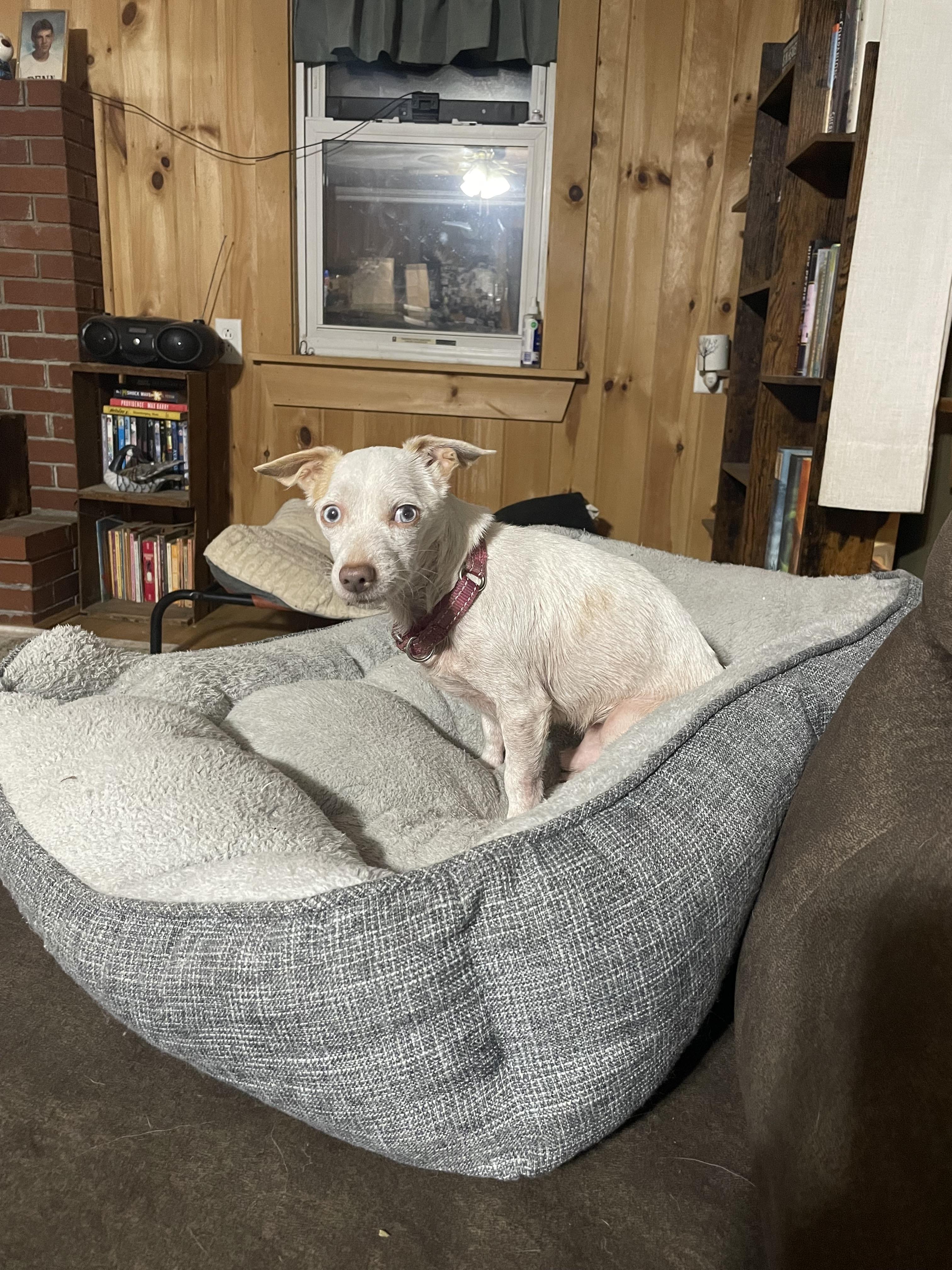 Enlarge Lucky, a Adoptable mixed breed in Ontario, NY image 1/5