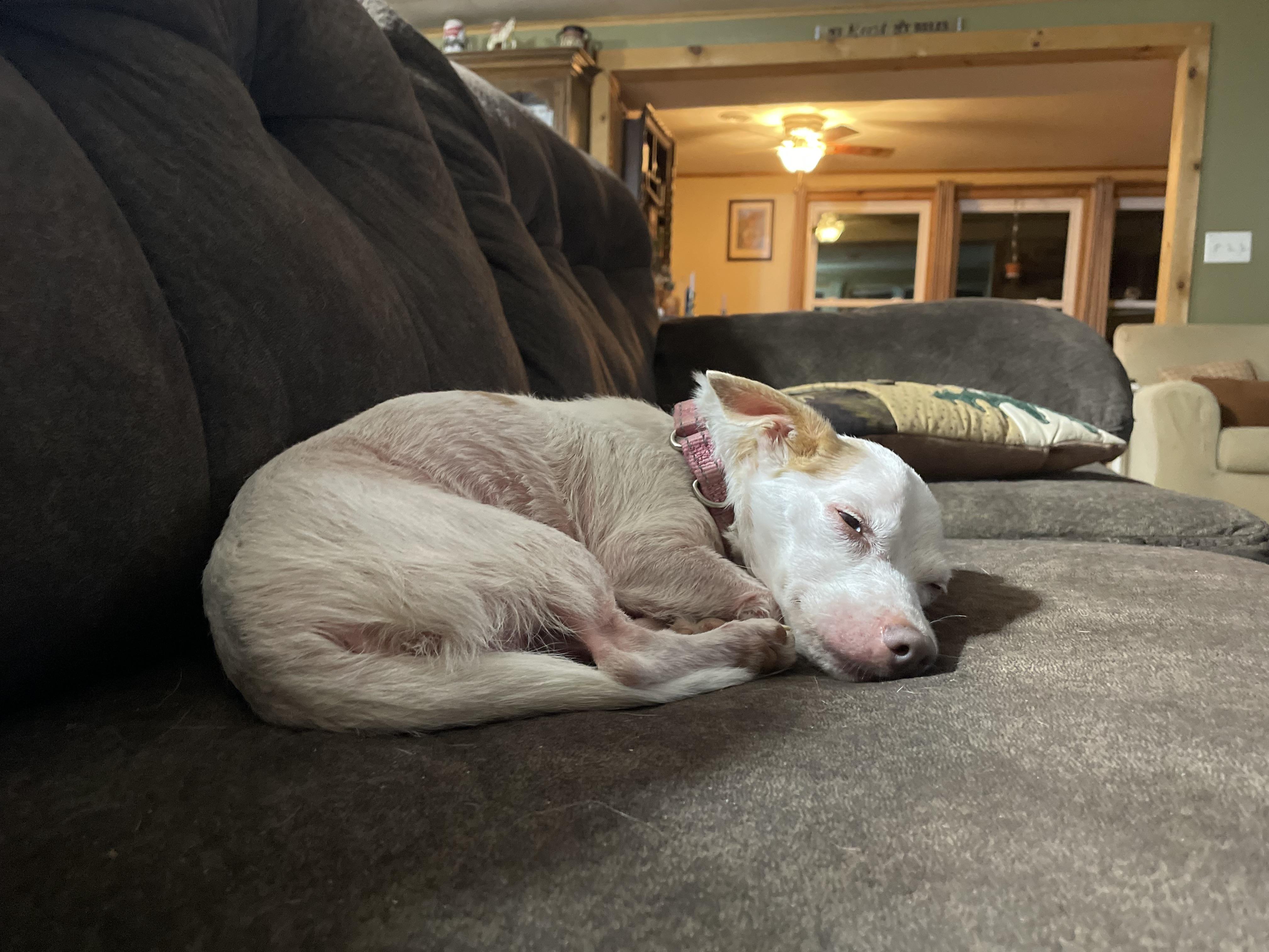 Enlarge Lucky, a Adoptable mixed breed in Ontario, NY image 2/5