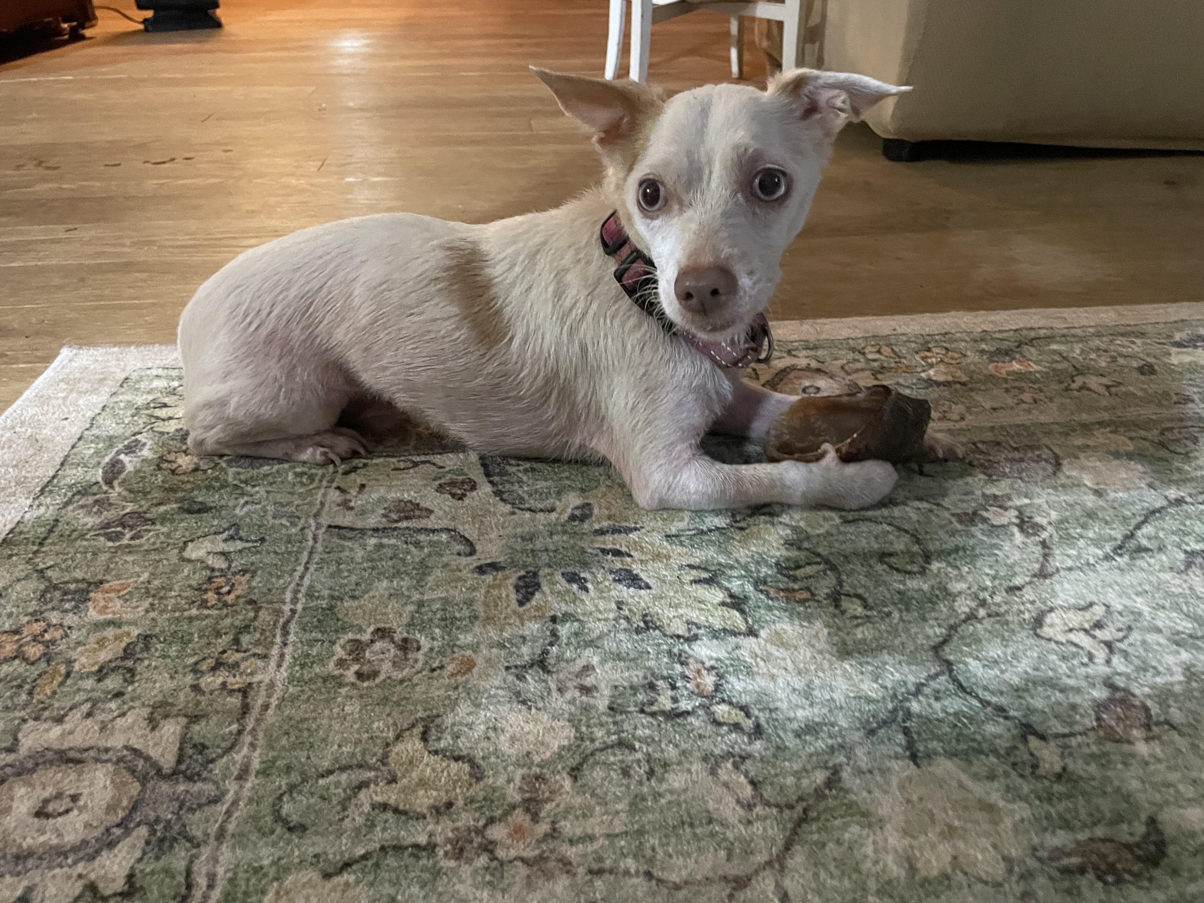 Enlarge Lucky, a Adoptable mixed breed in Ontario, NY image 4/5