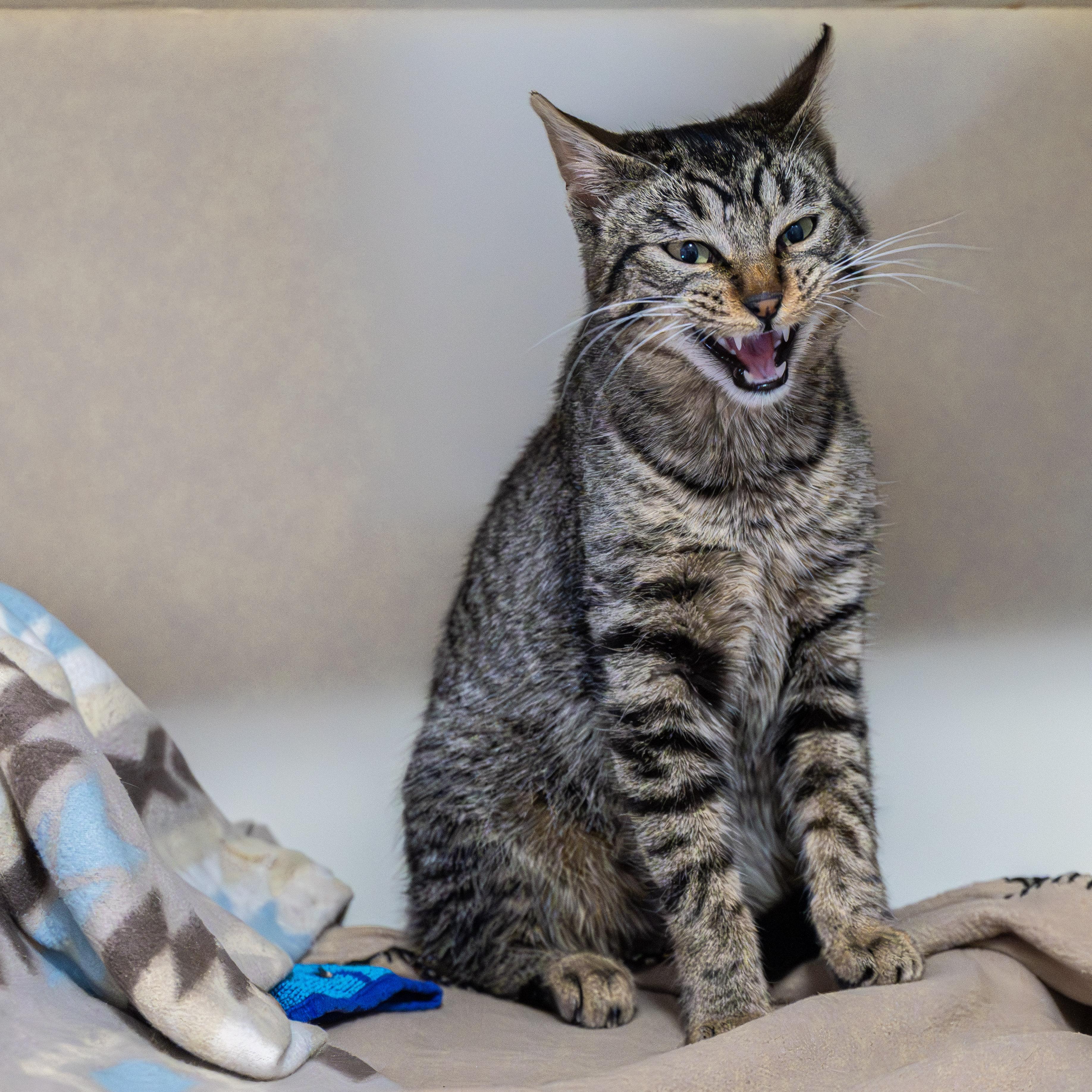 Enlarge Becky, an adopted Domestic Short Hair in Victor, NY image 4/5